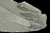 Pennsylvanian Fossil Fern (Neuropteris) Plate - Kentucky #158865-2